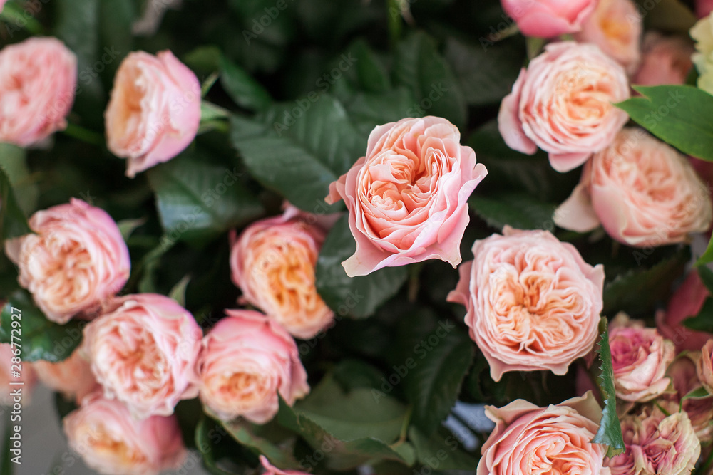 Beautiful bouquet of blossoming tender pink rose with yellow center on a background of green leaves Beautiful bouquet of blossoming tender pink rose with yellow center on a background of green leaves