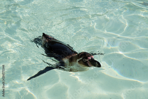 Humbolt Penguin Pool photo
