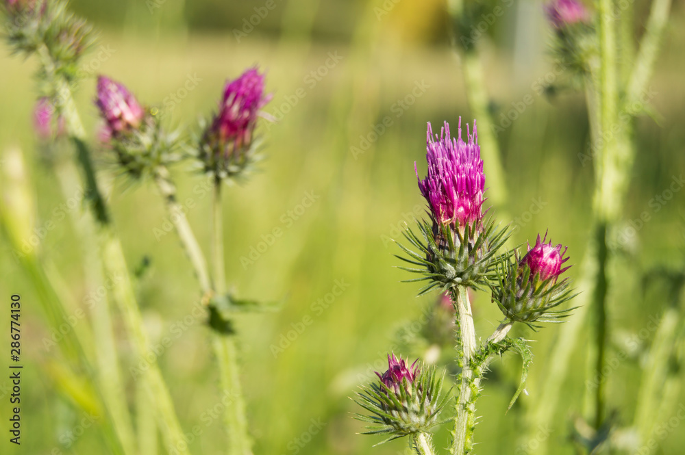 Thistle flower. The symbol of Scotland. horizontal summer nature background. Botanical photo Thistle flower. The symbol of Scotland. horizontal summer nature background. Botanical photo