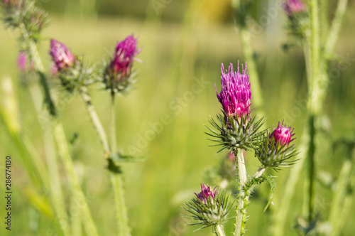 Thistle flower. The symbol of Scotland. horizontal summer nature background. Botanical photo