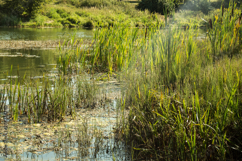 Photo of a grassy pond, pond, river. Sunny summer nature © Viktoriia