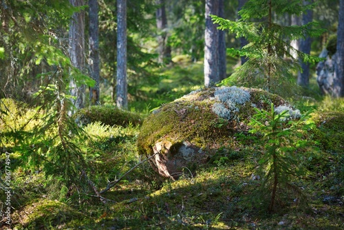 Rocks in the forest near Kasmu (captain's village), Estonia photo