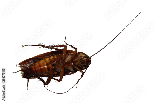 view from below of cockroach on isolated white background © ReeF