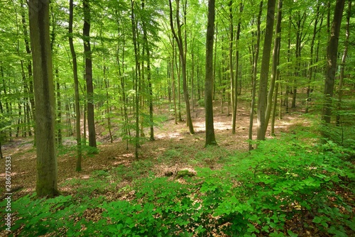 A beech tree forest in Germany