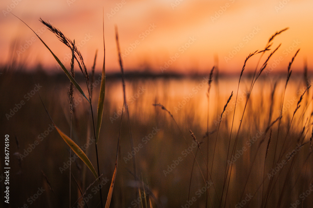 grass, sunset, nature, field, sky, landscape, sun, wheat, agriculture, summer, plant, sunrise, barley, grain, golden, farm, natural, harvest, meadow, blue, yellow, evening, cereal, crop, morning
