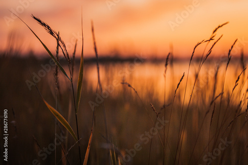 grass  sunset  nature  field  sky  landscape  sun  wheat  agriculture  summer  plant  sunrise  barley  grain  golden  farm  natural  harvest  meadow  blue  yellow  evening  cereal  crop  morning