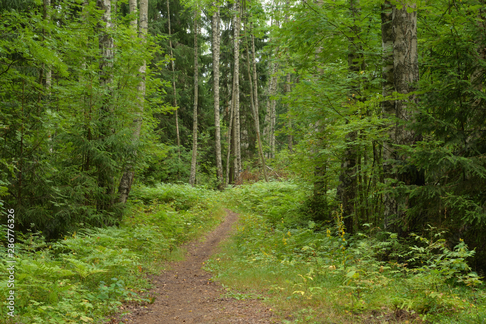 Pathway in deciduous forest at summer day. Pathway in deciduous forest at summer day.