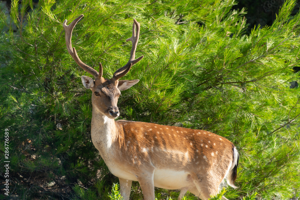 Portrait of majestic powerful young red deer stag in nature