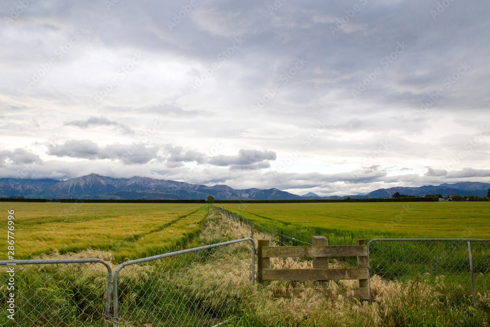 A farm fence and gate at the entrance to the field of barley on a cloudy day in Canterbury, New Zealand