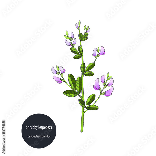 Illustration of Sericea lespedeza, cuneata, supplement and forage plant