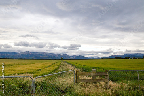 A farm fence and gate at the entrance to the field of barley on a cloudy day in Canterbury, New Zealand