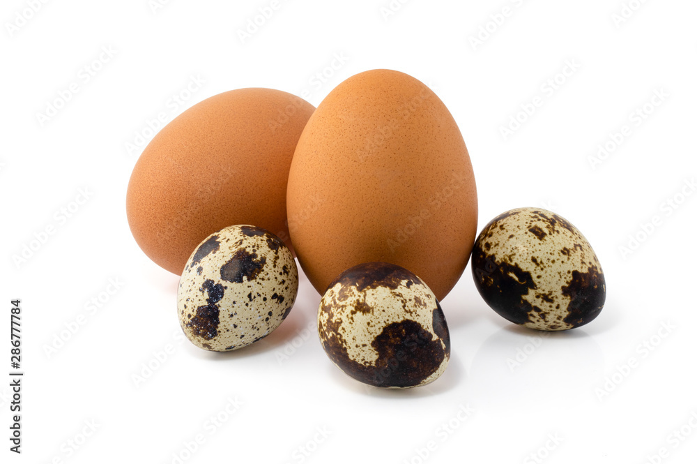 chicken eggs and quail eggs isolated on white background chicken eggs and quail eggs isolated on white background