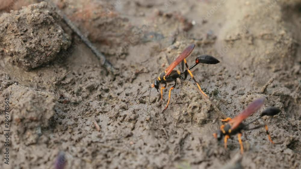 Wasps, black and yellow mud dauber digging through mud Wasps, black and yellow mud dauber digging through mud