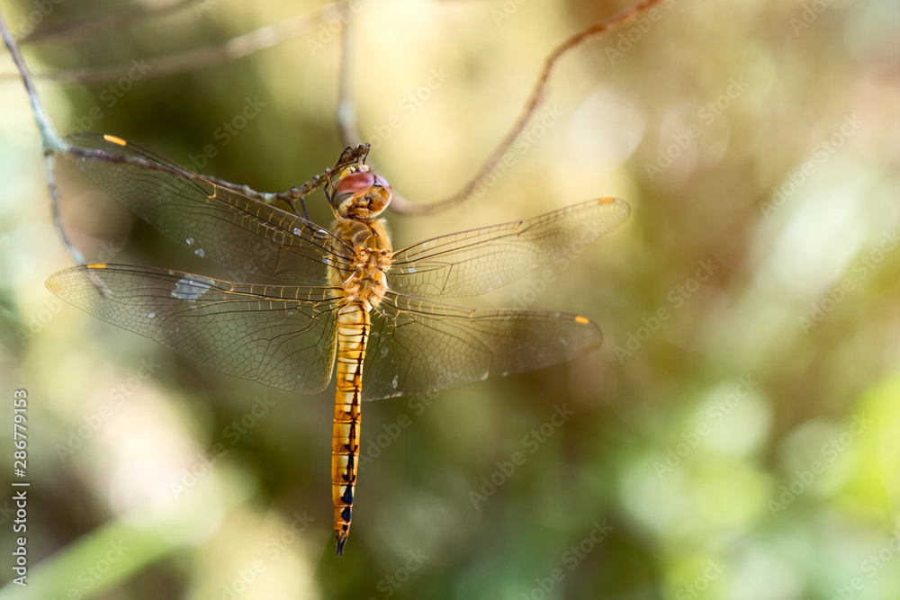 Close up of yellow dragonfly catch on small branch of tree which wing is transparent Close up of yellow dragonfly catch on small branch of tree which wing is transparent