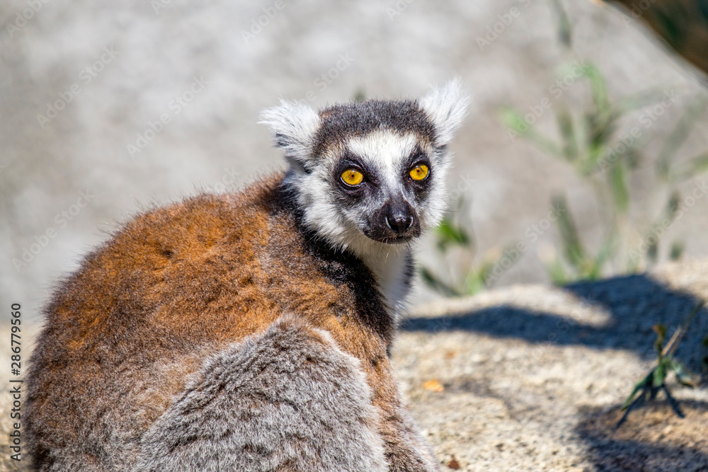 Fototapeta premium Lemur sitting on rock