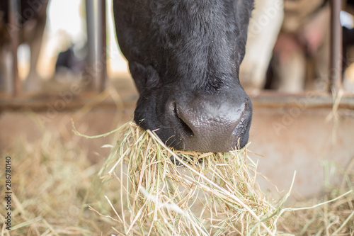 Close up of Cow are eating grass on the farm