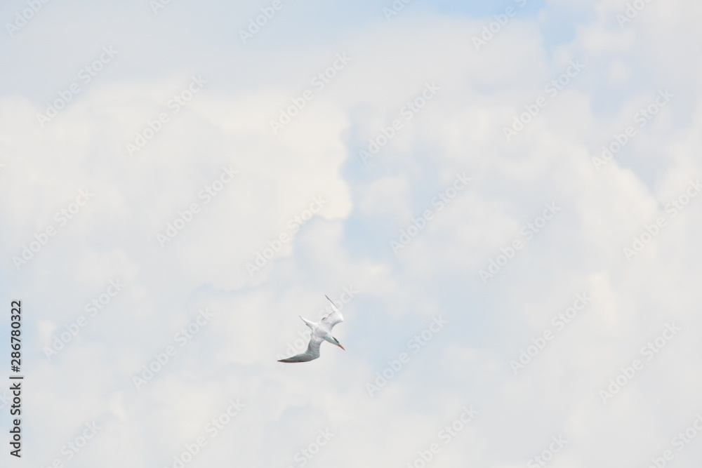 Fototapeta premium Birds, Waves and fishing a Day on the Beach
