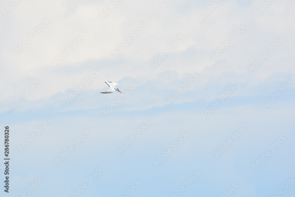 Obraz premium Birds, Waves and fishing a Day on the Beach