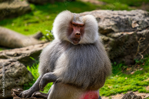 Male baboon sitting along in zoo