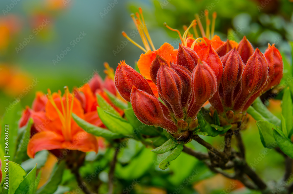 Close up of Flamze Azalea