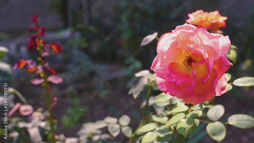 Beautiful flourished rose in the garden moving as wind blowing Beautiful flourished rose in the garden moving as wind blowing