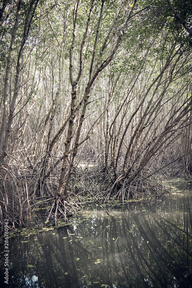 mangrove forest nature environmetn in Asia Thailand green area for protection seashore. mangrove forest nature environmetn in Asia Thailand green area for protection seashore.