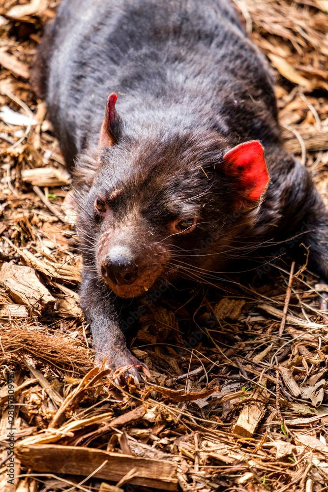 Closeup of Tasmanian Devil's face while laying down Closeup of Tasmanian Devil's face while laying down