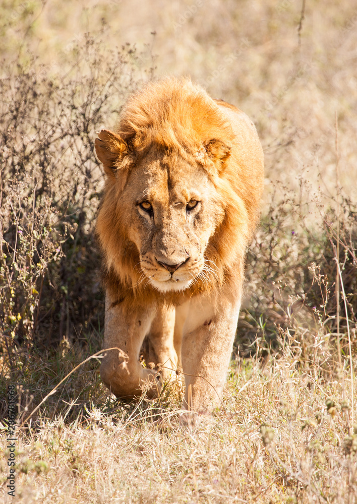 Intense Lion Stare Down with a big maned Male in Africa Intense Lion Stare Down with a big maned Male in Africa