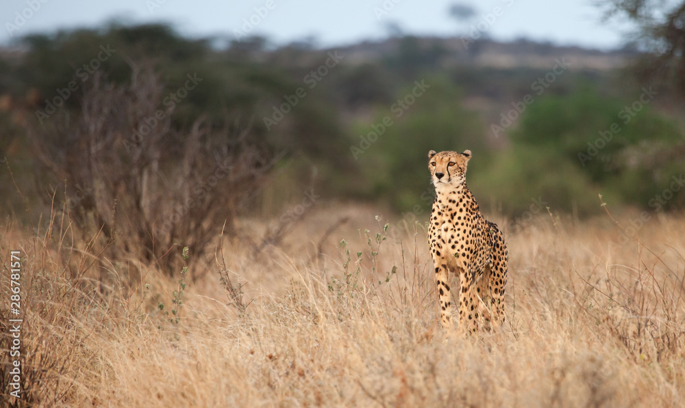 Lone cheetah gazes out over the plains Lone cheetah gazes out over the plains