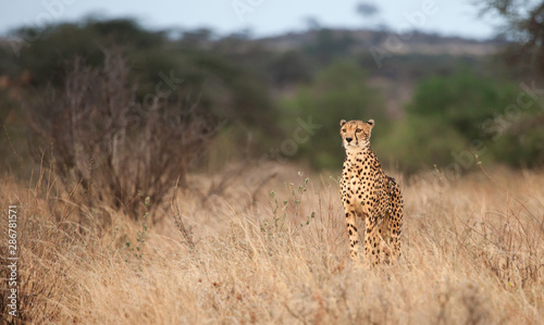 Lone cheetah gazes out over the plains