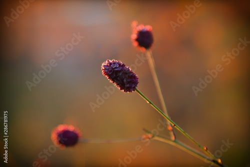 autumn corors of natute photo