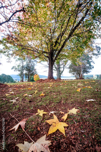 Autumn colours and leaves on the gostwyck chapel at sunrise sunset in county NSW photo