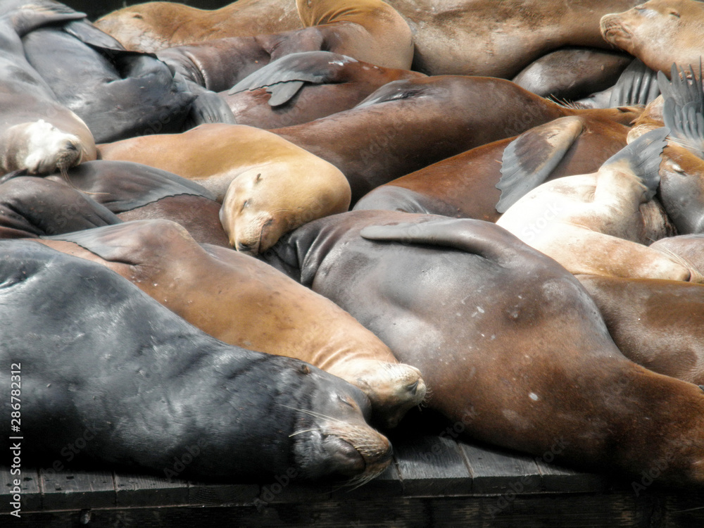 Fototapeta premium Large group of Sea Lions rest on top each other on Piers