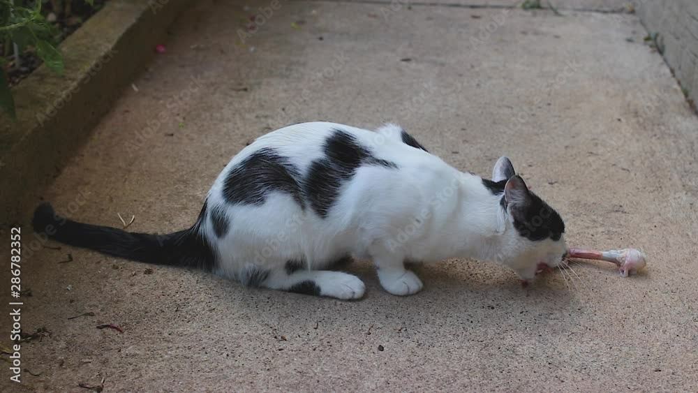 Beautiful white and black cat eating fresh chicken bone Beautiful white and black cat eating fresh chicken bone