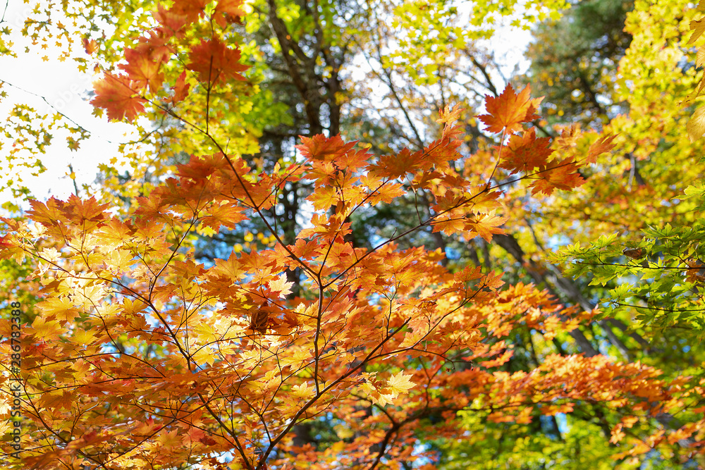 autumn leaves on a tree