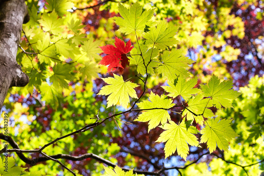 autumn leaves on a tree