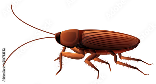 Cockroach on white background