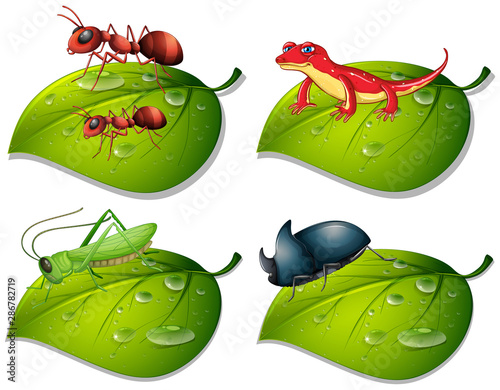 Four types of insects on green leaves