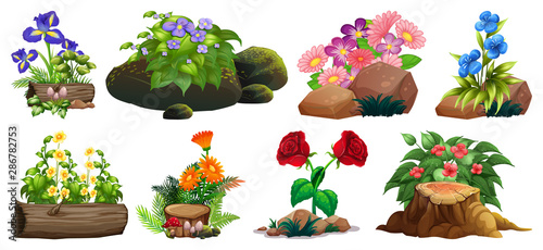 Large set of colorful flowers on rocks and wood