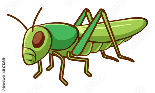 Green cricket on white background