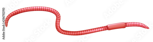 Earthworm on white background