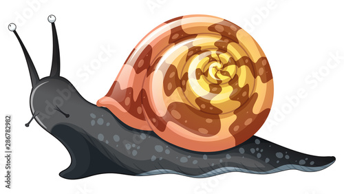 Black snail on white background