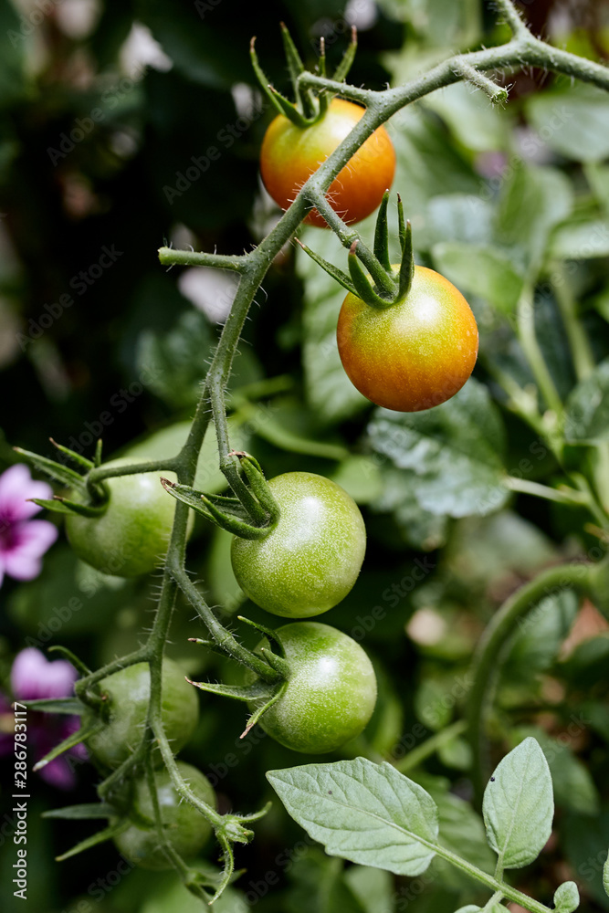 Closeup of cherry tomatoes growing on a vine in a backyard garden (Solanum lycopersicum var. cerasiforme)