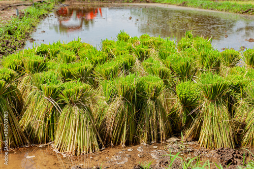 Rice seedlings in ricefield of thailand rice seedlings image with copyspace