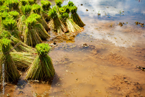 Obraz na plátně Rice seedlings in ricefield of thailand,rice seedlings image with copyspace