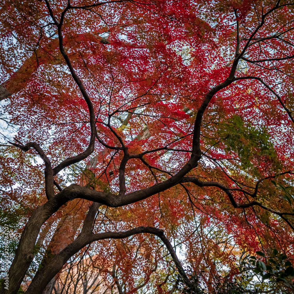 Red, green and orange leaves create a canopy of color and silhouette branches in Japan Red, green and orange leaves create a canopy of color and silhouette branches in Japan