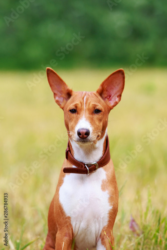Dog breed Basenji © deviddo