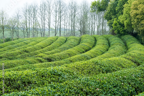 Beautiful Tea farm landscape in jiangxi, china