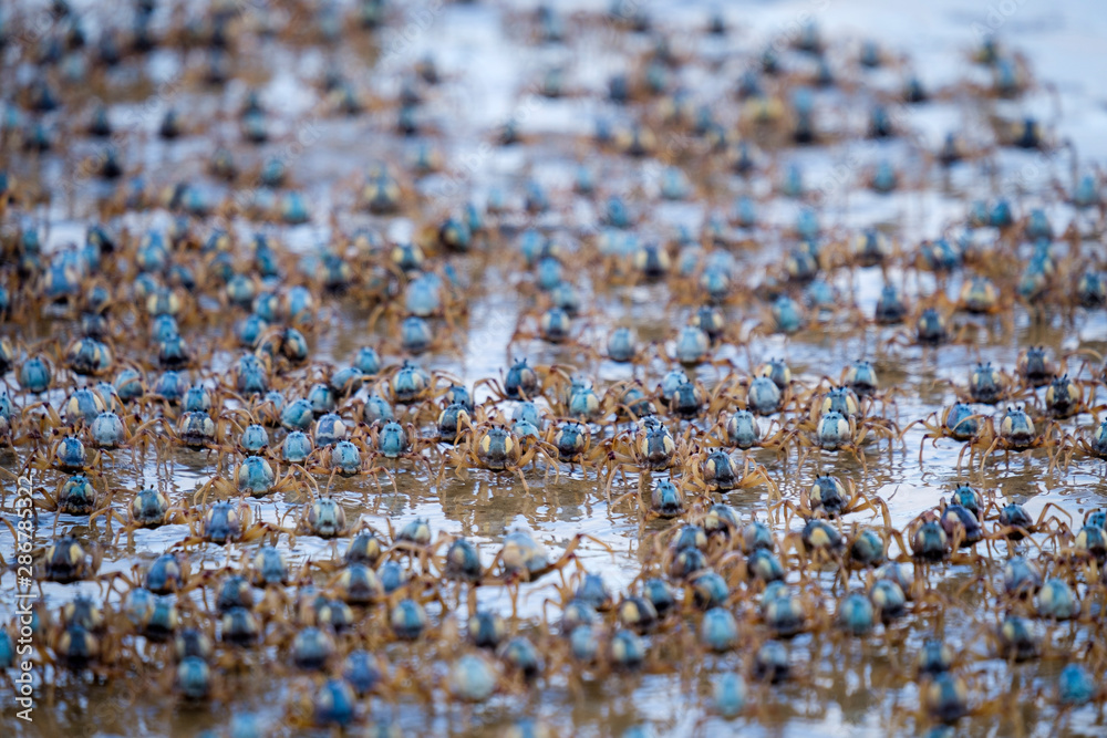 Fototapeta premium Army of soldier crabs running at low tide on shoreline