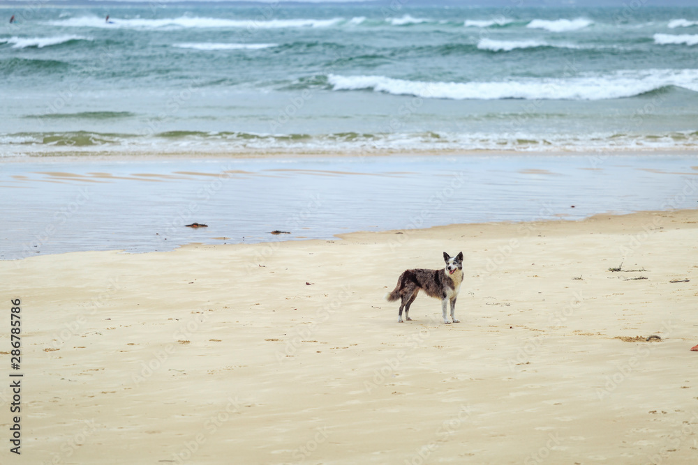 dog on Noosa beach Queensland australia dog on Noosa beach Queensland australia